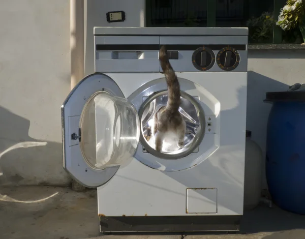 Gato em uma máquina de lavar — Fotografia de Stock