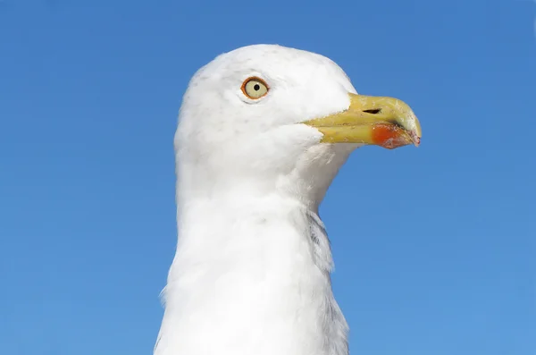 Portrét racka — Stock fotografie