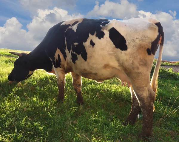 Friesian cow at pasture — Stock Photo, Image