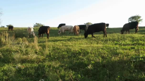 Krowy pasące się na łące — Wideo stockowe