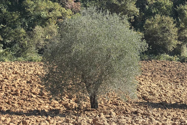 Olive tree — Stock Photo, Image