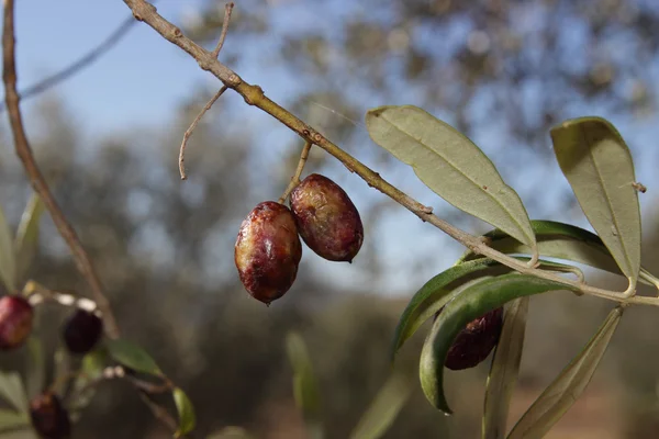 Zeytin ağaçları etkileyen hastalıklar — Stok fotoğraf