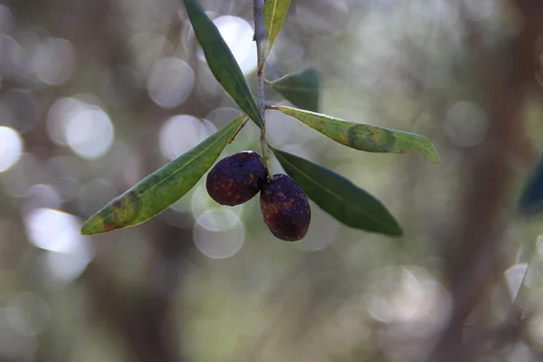 Sjukdomar påverkas olivträd — Stockfoto