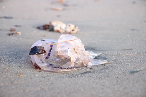 Meduse sulla spiaggia — Foto Stock