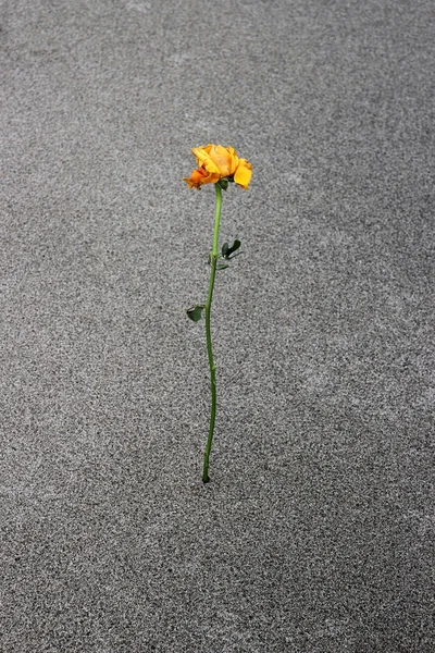 Κίτρινο τριαντάφυλλο λυπημένος — Φωτογραφία Αρχείου