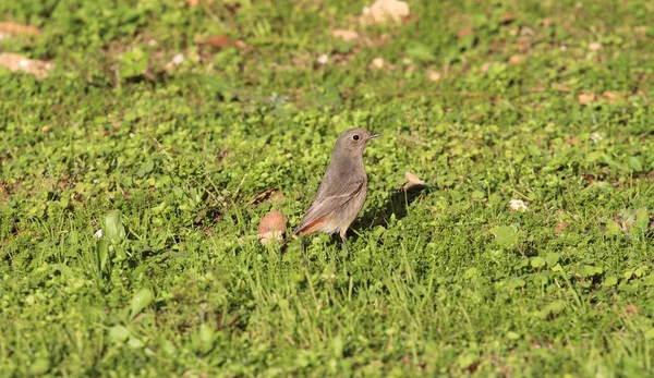 Gemeenschappelijke roodstaart vogel — Stockfoto