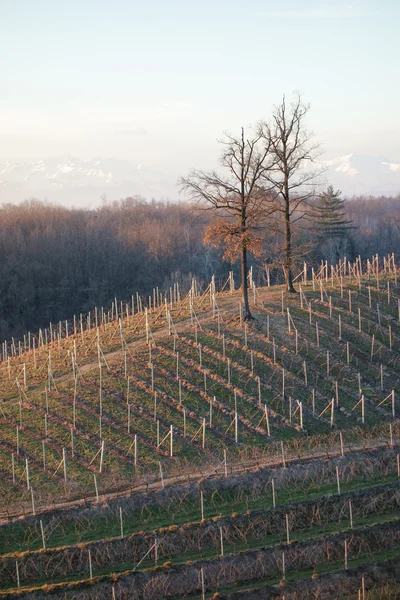 Vineyards at winter time — Stock Photo, Image