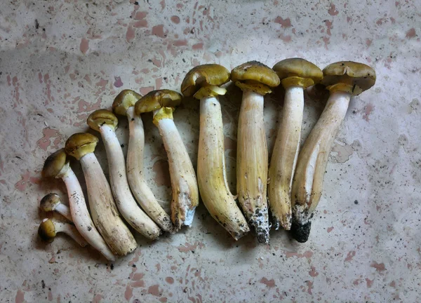 Honey mushrooms on background — Stock Photo, Image