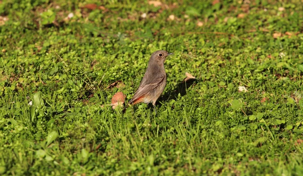 Wspólnej Pleszka ptak — Zdjęcie stockowe