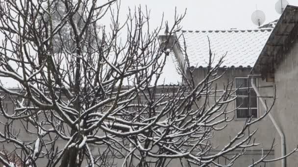 Drzewo figowe w okresie zimowym — Wideo stockowe