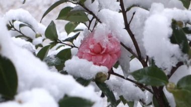 Kar yağışı altında camellia bitki
