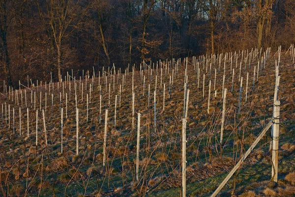 Weinberg zur Winterzeit — Stockfoto