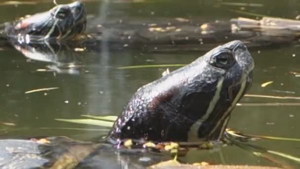Sköldpaddor i naturlig damm — Stockvideo