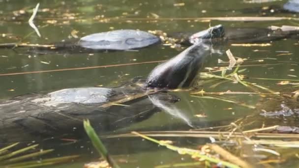 Schildpadden in natuurlijke vijver — Stockvideo