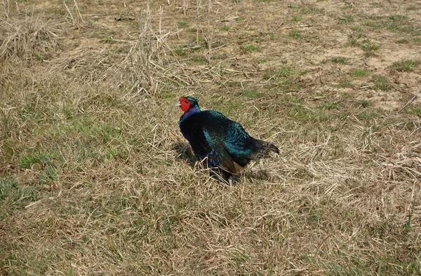 Capercaillie Occidental — Foto de Stock