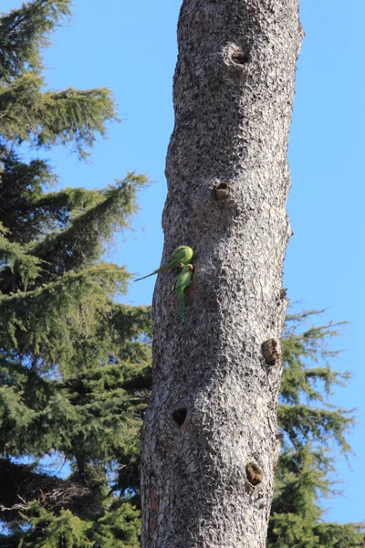 Green parrot on a trunk — Stock Photo, Image