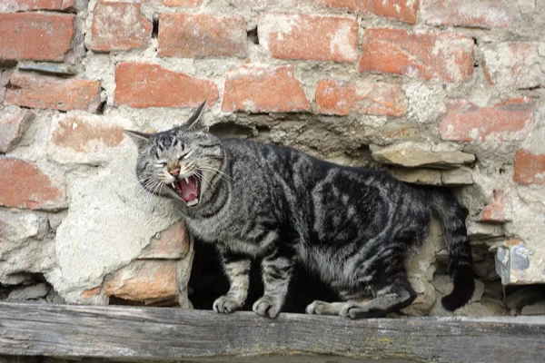 Sleepy cat near old wall — Zdjęcie stockowe