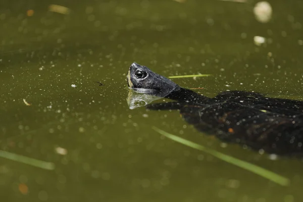 Żółwie pływające w stawie — Zdjęcie stockowe