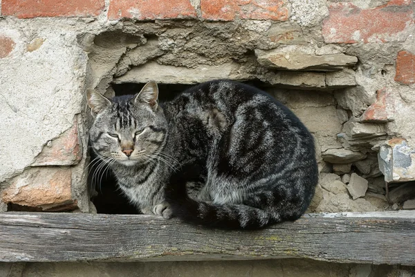 Полосатый кот в старой дыре в стене — стоковое фото