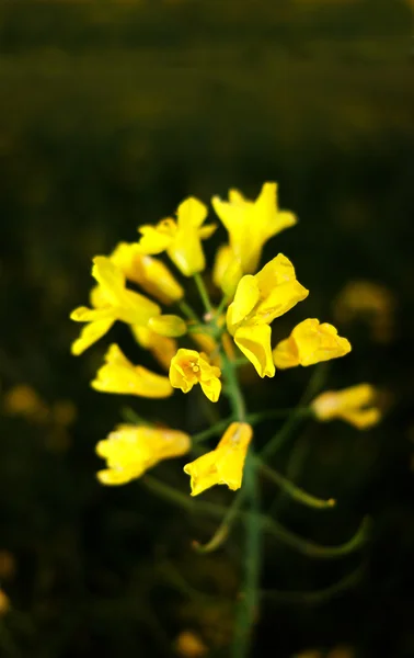 Kwiat żółty rzepak Obraz Stockowy