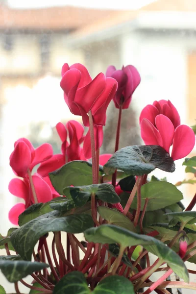 Kırmızı Siklamen bitki — Stok fotoğraf