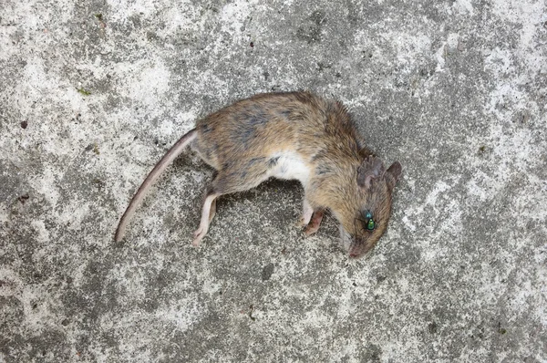 Creepy dead rat — Stock Photo, Image