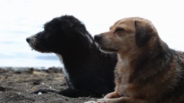 Perros lindos en la playa — Vídeo de stock