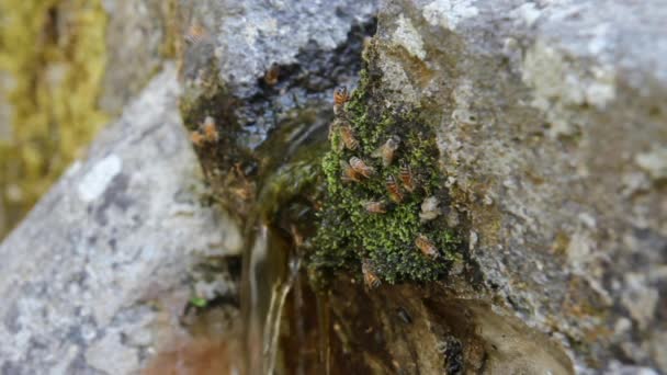 Fuente de abejas sedientas — Vídeo de stock