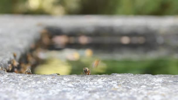 Fuente de abejas sedientas — Vídeos de Stock