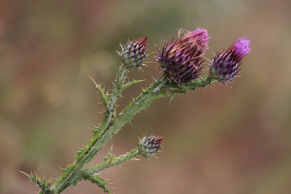 Flor de carduus crispus — Fotografia de Stock