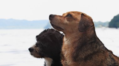 iki ıslak köpek