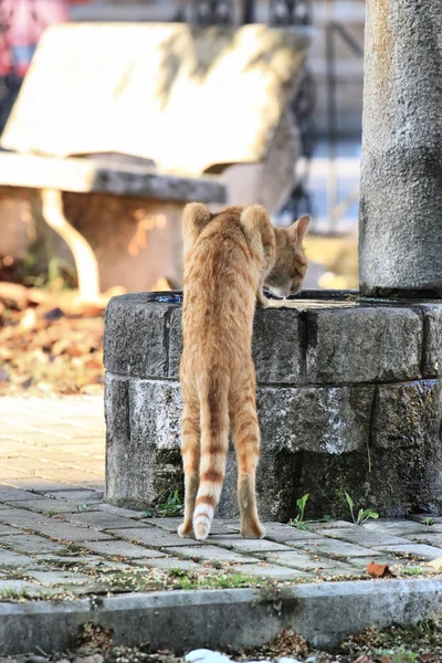 Thirsty cat drink — Stock Photo, Image