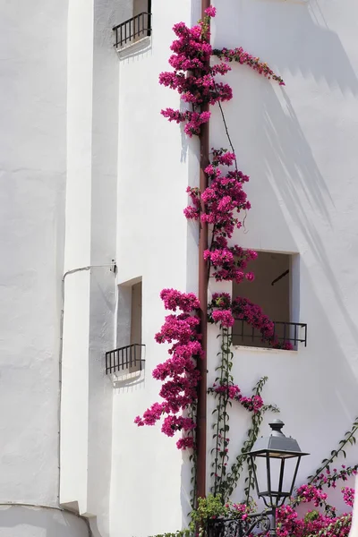 Lila bougainvillea blommor — Stockfoto