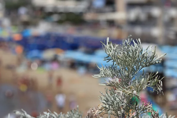Mediterrane strand — Stockfoto