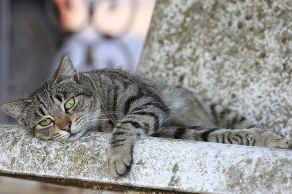 Un gatto stanco — Foto Stock