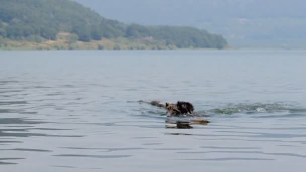 Perro agua juego — Vídeo de stock