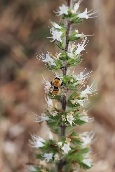 Asphodelus albus — Stockfoto