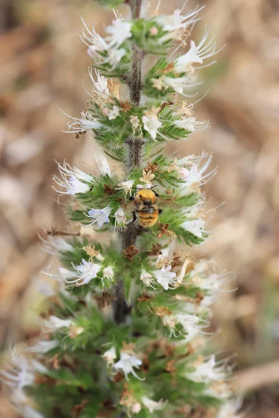 Asphodelus Albus — Stock Photo, Image