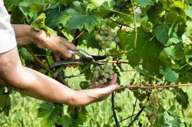 üzüm hasat