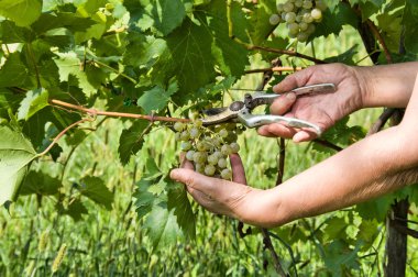 üzüm hasat