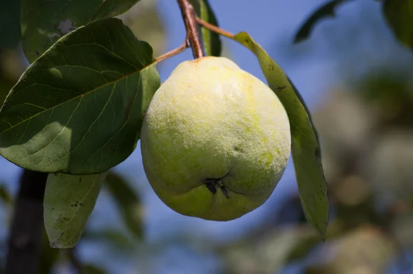 Cydonia oblonga — Stockfoto