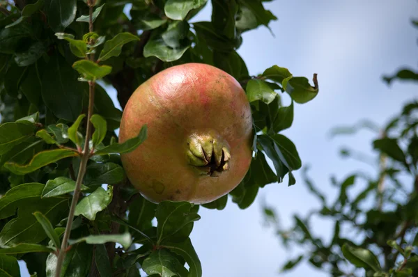 Granatäpple — Stockfoto