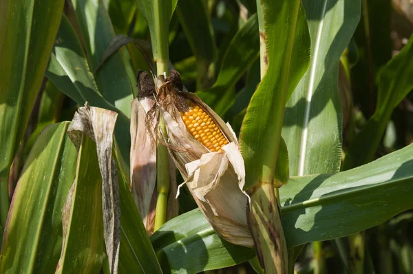 Corn cob — Stock Photo, Image