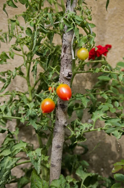 Tomates de cereja em fábrica — Fotografia de Stock