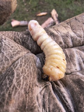  Ahşap böcek böcekleri, kabuk böceği larvası ve işçi eldiveni.