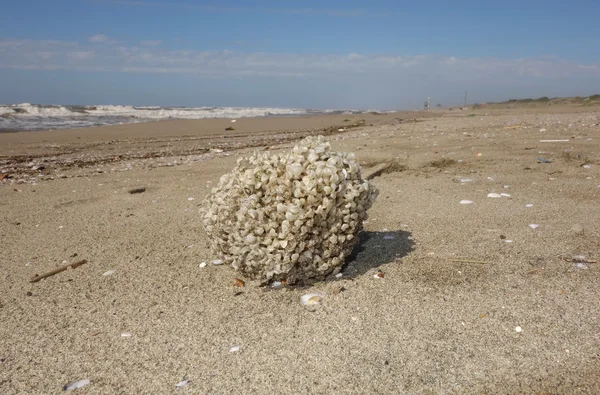 Gąbka morska na brzegu Obrazy Stockowe bez tantiem