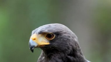 Harris Hawk veya Parabuteo unicintus