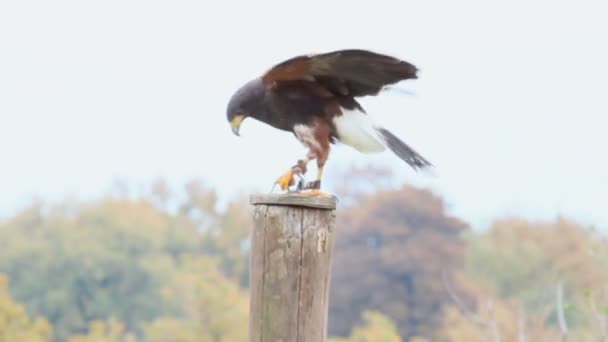 Hawk Parabuteo unicintus — Stock Video