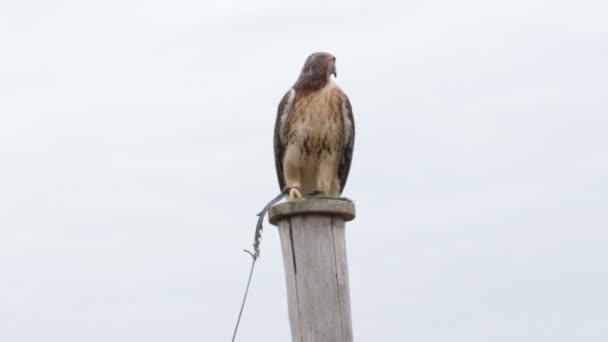 Gemeenschappelijke buzzard wilde vogels — Stockvideo