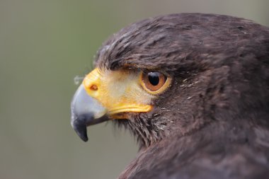 Parabuteo unicinctus baş